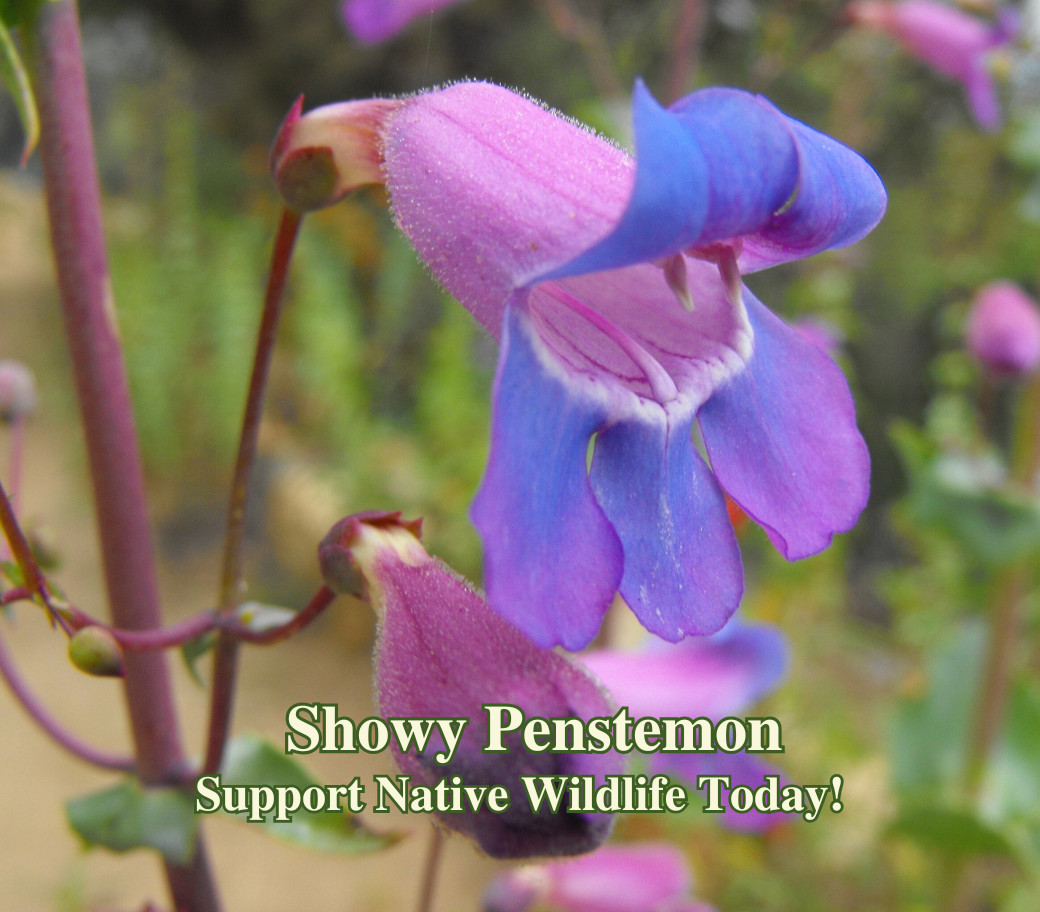 Showy Penstemon Seeds for California Native Garden Plants for Drought Tolerant L