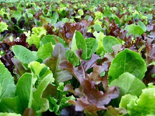 1000+ LETTUCE SEEDS – MESCLUN MIX — HEIRLOOM —– COLORFUL SPRING MIX