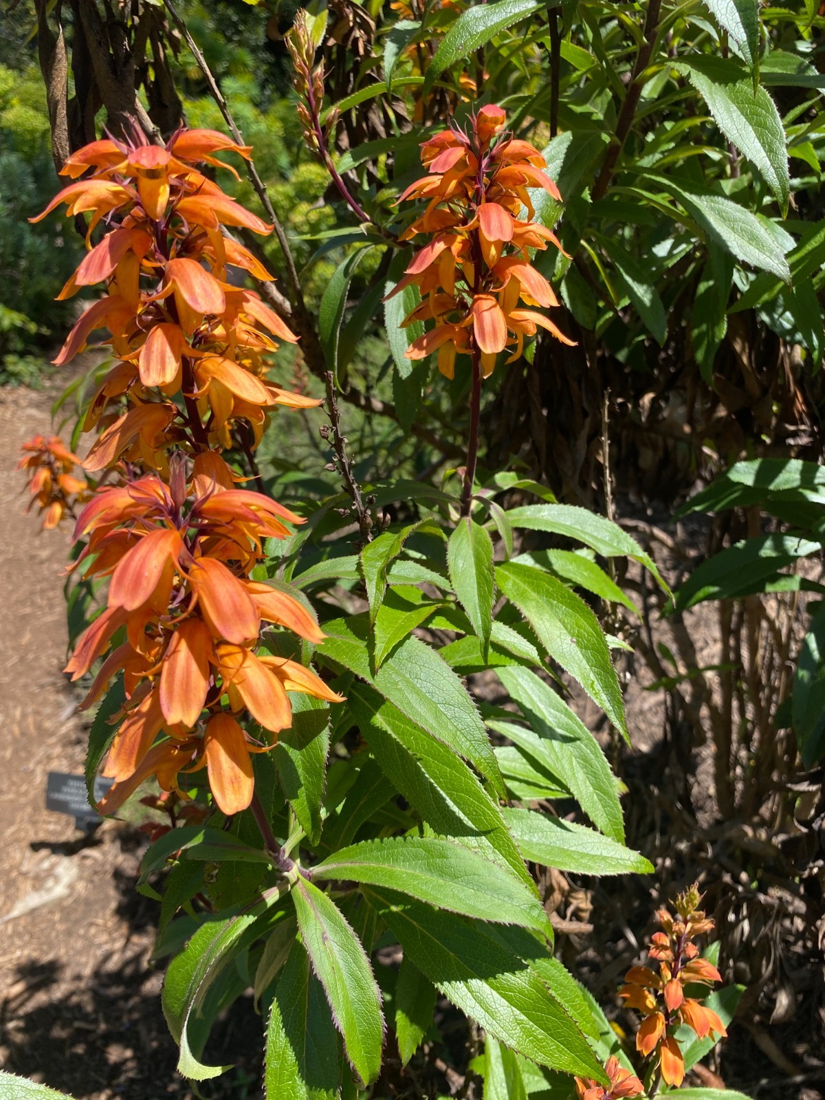 Isoplexis canariensis | Canary Island Foxglove | 100 Seeds