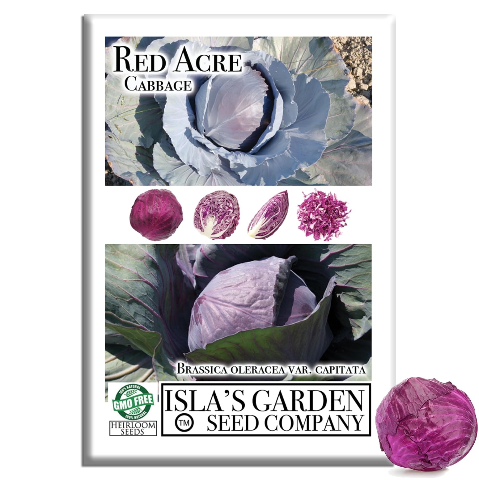 Red Acre Cabbage Seeds (Brassica oleracea var. capitata f. rubra) – 250+ Non-…