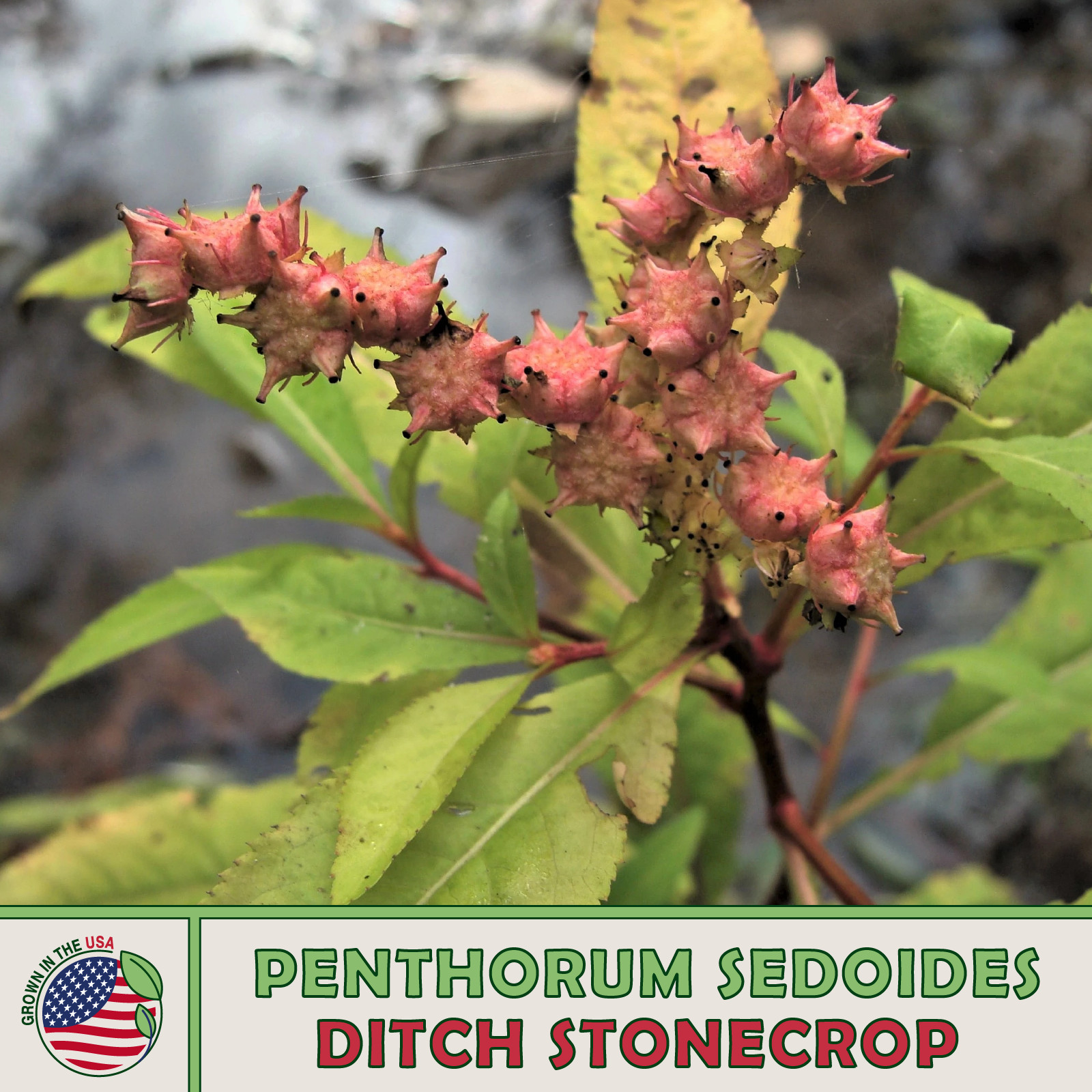 200 Ditch Stonecrop Seeds, Penthorum sedoides, Native Perennial, Genuine USA