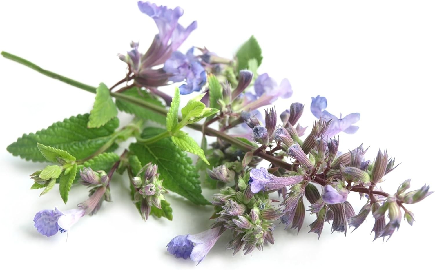 Catnip Seeds – 700+ Heirloom, Non-GMO, Fragrant, Low Maintenance Herb