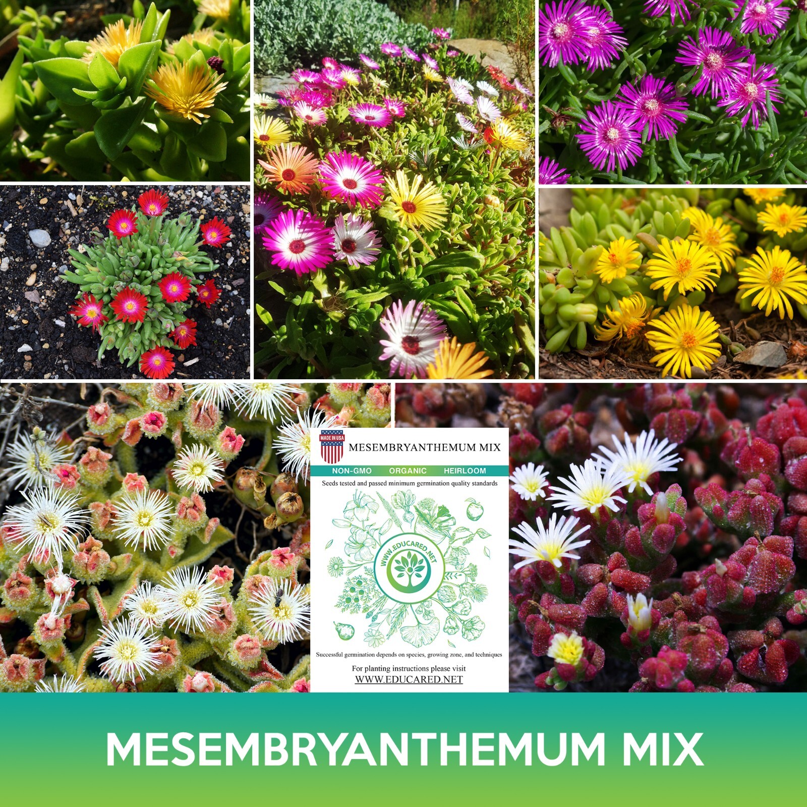 Mesembryanthemum Succulent Mix Seeds