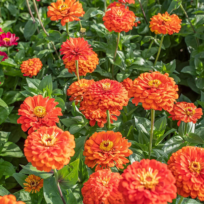 750+ ORANGE KING ZINNIA COLORFUL FRESH HARVEST FOR GARDENS