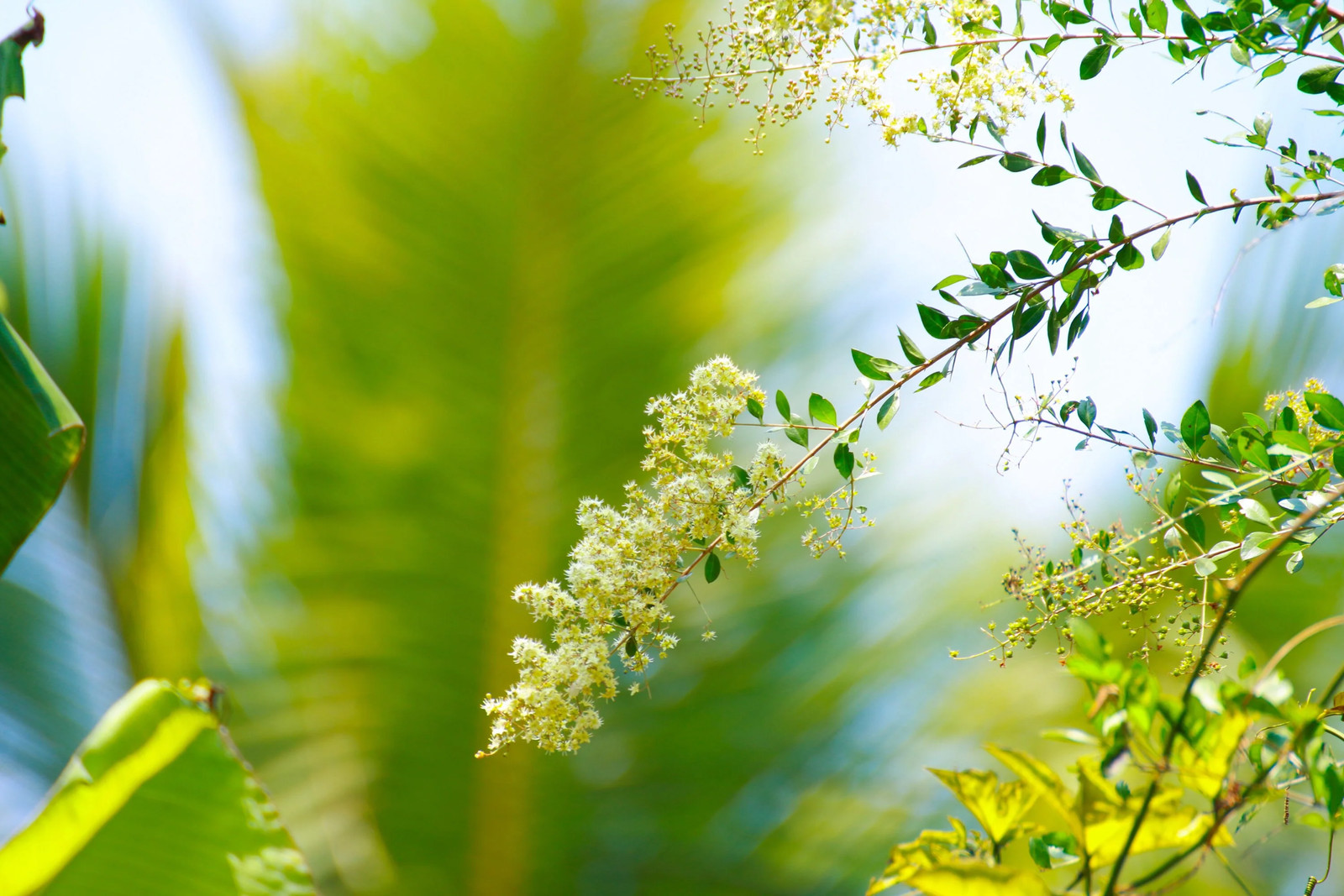 40 WHITE FLOWERING HENNA Tree Lawsonia Inermis Alba Dye Tattoo Flower Seeds