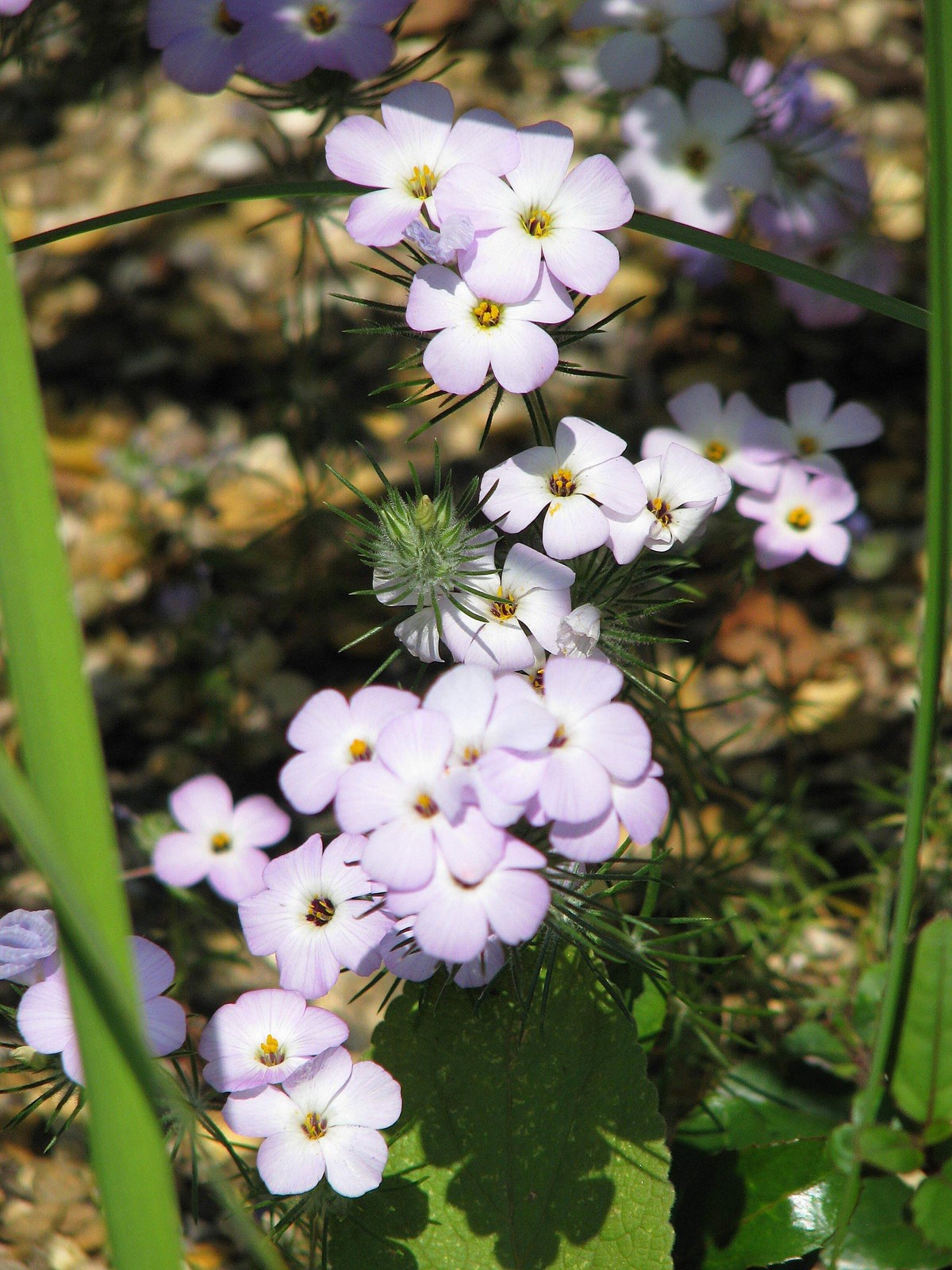 1000 MOUNTAIN PHLOX (California Phlox) Linanthus Grandiflorus Flower Seeds