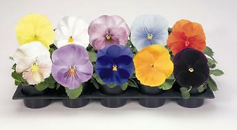 Pansy Inspire+ Clear Mix 250 seeds