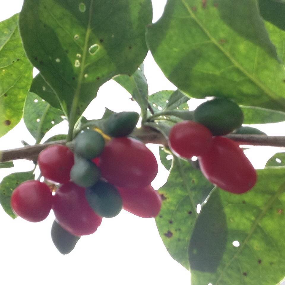 50 GOJI BERRY PLANT CUTTINGS NO ROOT WOLFBERRY for Propagation Nutritious Fruit