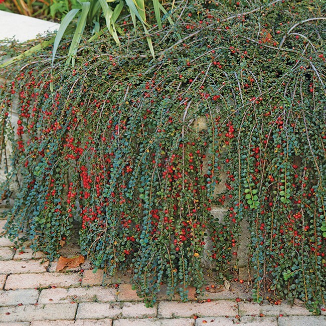 25 Seeds Cotoneaster dammeri Spreading Evergreen Woody Shrub +Flowers & Berries