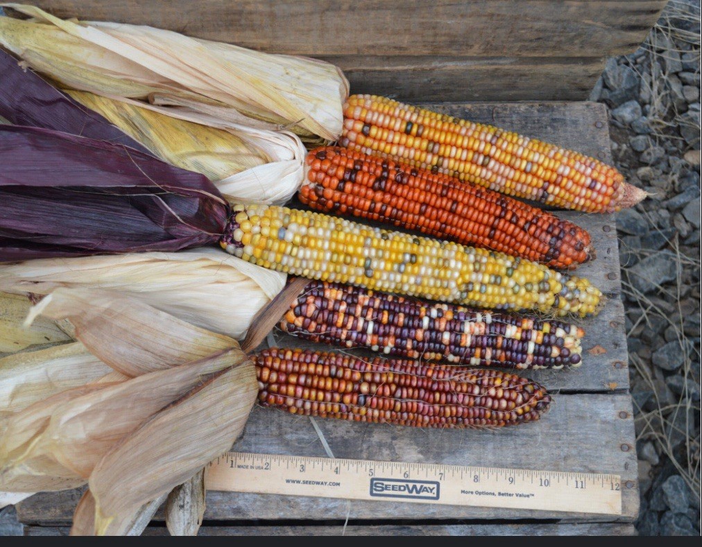 Indian Ornamental Corn Seeds 50 Count, Rainbow Vegetable, Non-GMO