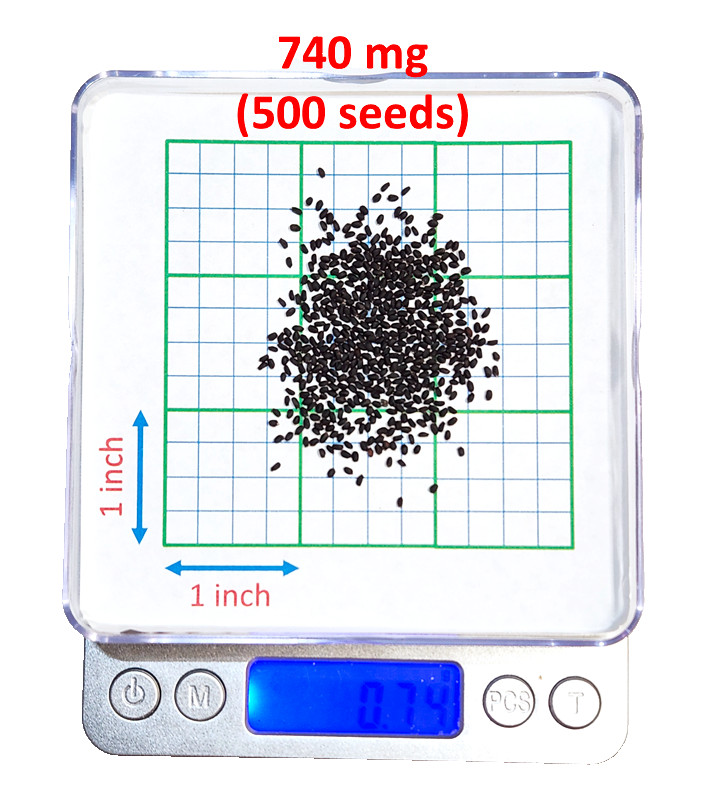 500+ Sweet Basil Italian Genovese Seeds NON-GMO Easy Grow In/Outdoor Hydroponics
