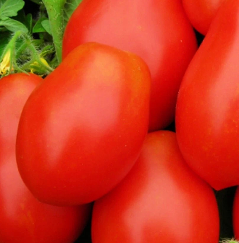 50+ Roma Tomato Seeds, great for canning, Free Shipping USA Seller