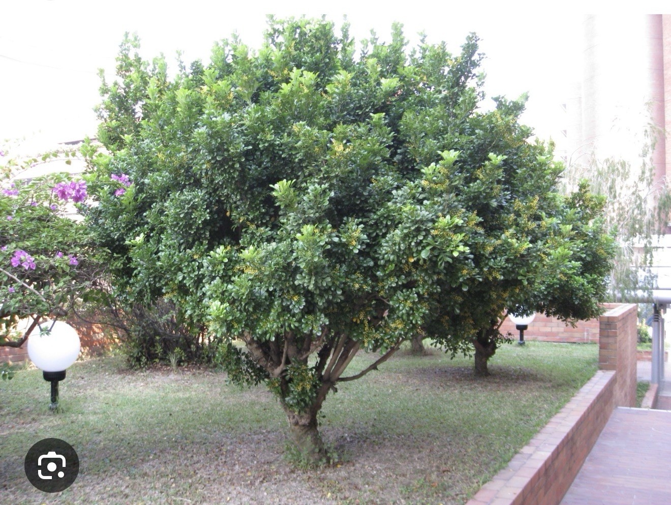 4″Pot of Chinese Perfume Plant-Aglaia odorata-False Lemon Tree-Lemon Scented