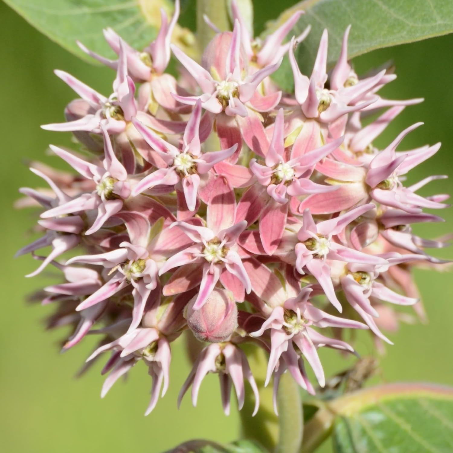 Milkweed Seeds for Planting Showy Pink/Common Pink Asclepias Flowers – Heirloom