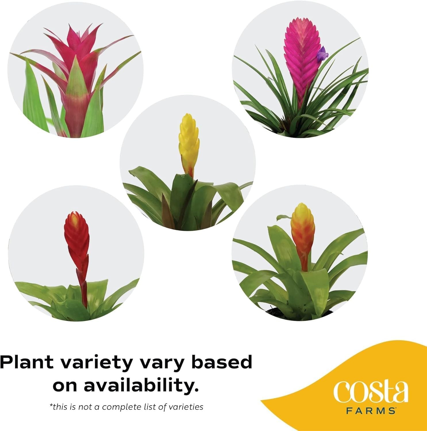 Costa Farms Bromeliad Live Plant | Blooming Flowers, 20Inches Tall | Live Ind…