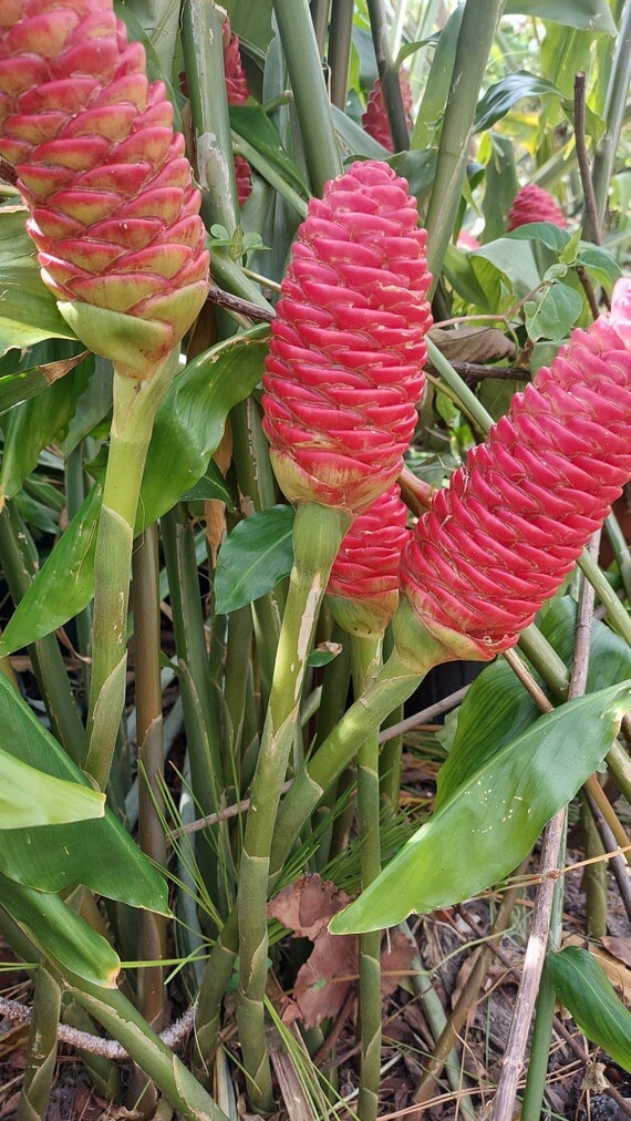 X3 Pre Started Shampoo Ginger Rhizomes+plants.Ready For Planting & Propagation