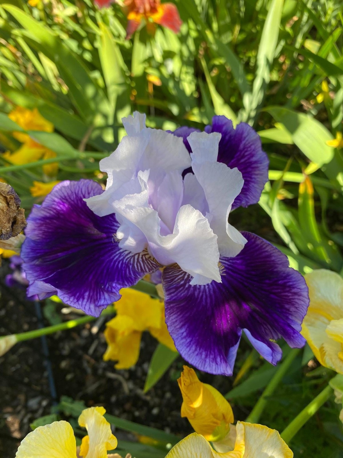 20 tall bearded iris rhizomes