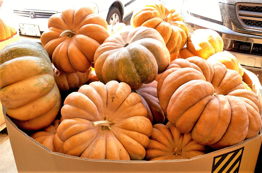 Fairytale Pumpkin (Musqee de Provence) Seeds | Cinderella Pumpkins Seed 2024