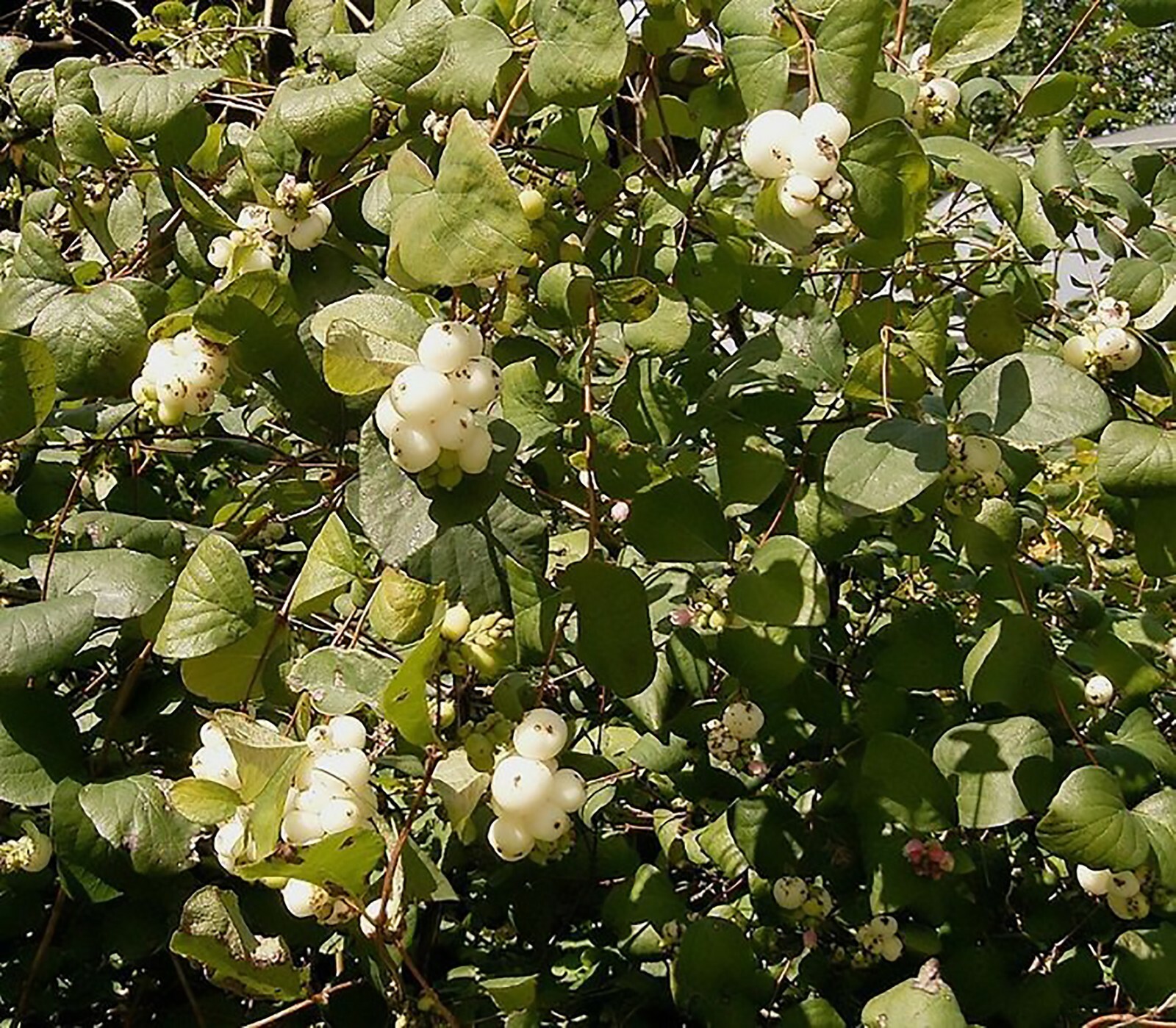 Snowberry Shrub, Symphoricarpos albus, Seeds (Fast, Hardy, Ornamental Fruit)