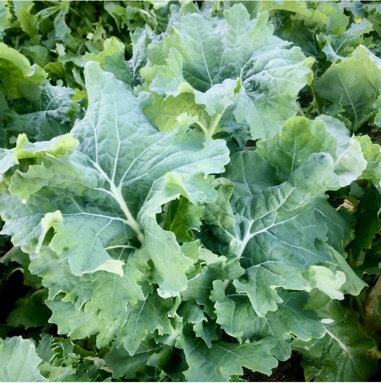 Premier Kale Seeds, NON-GMO, Cruciferous, Early Hanover