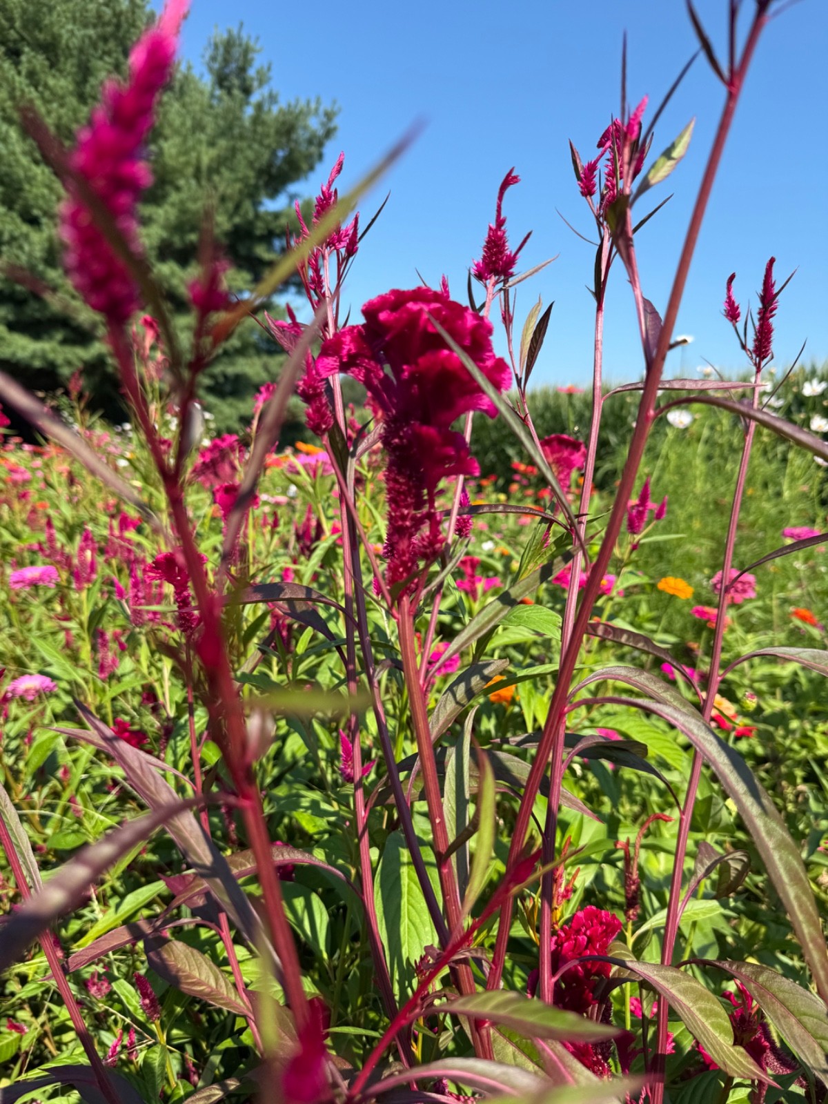 Mix of celosia cockscomb seed. At least 1,000 seeds dried. Several varieties