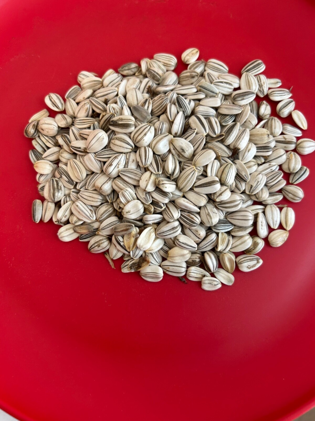 25+ American Giant Sunflower Seeds