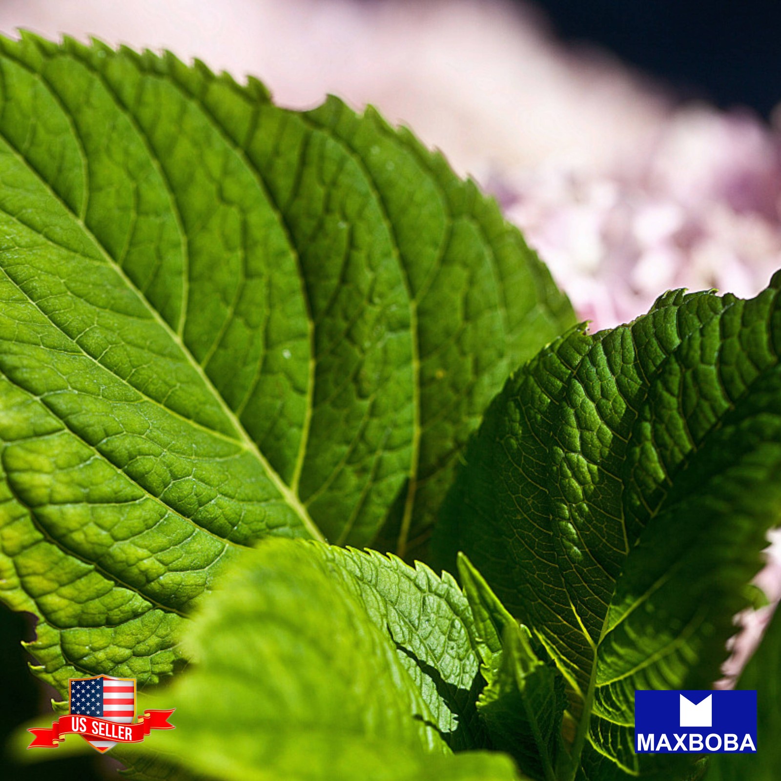 40+ Perilla Green Shiso Herb Seeds Heirloom Non-GMO BTGO 75% OFF