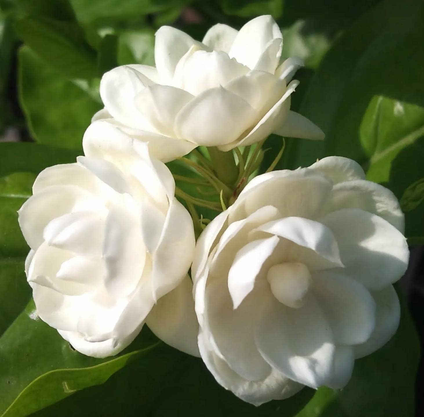 200+ Climbing Jasmine Flower Seeds – Fragrant Non-GMO Choice for Garden Elegance