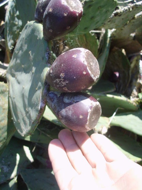 25 CAROLINA PRICKLY PEAR CACTUS SEEDS – Opuntia tunoidea