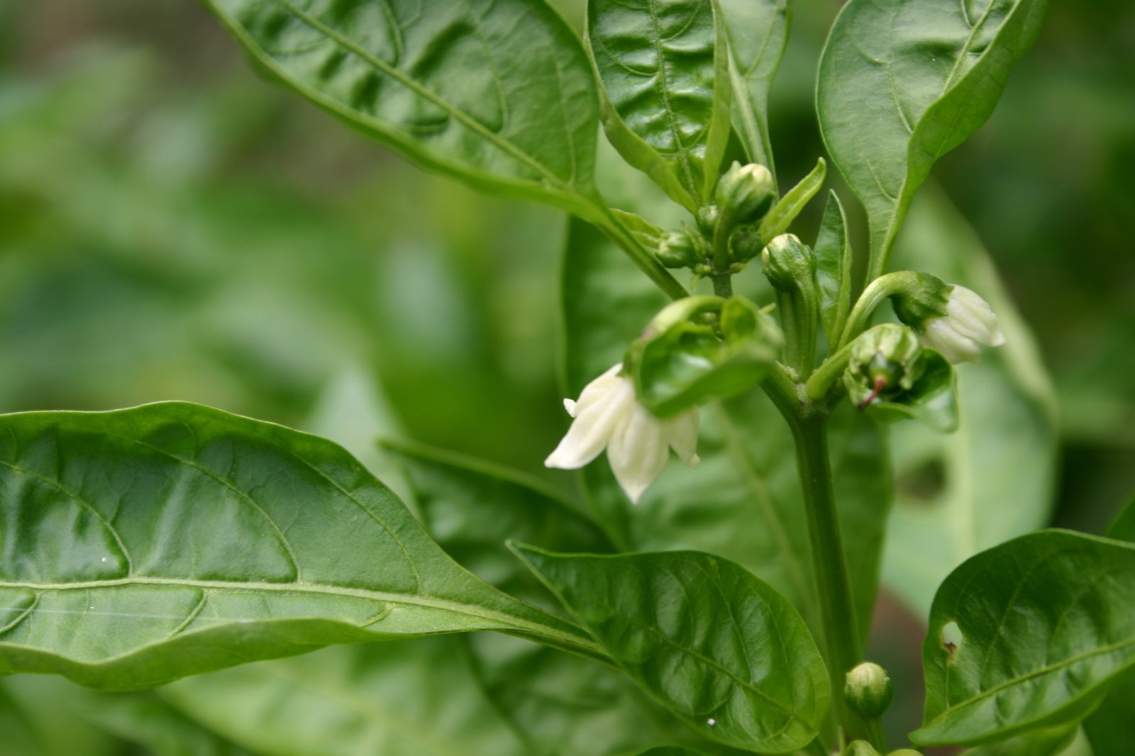 South African sweet piquante peppa-dew pepper seed – 40 seeds