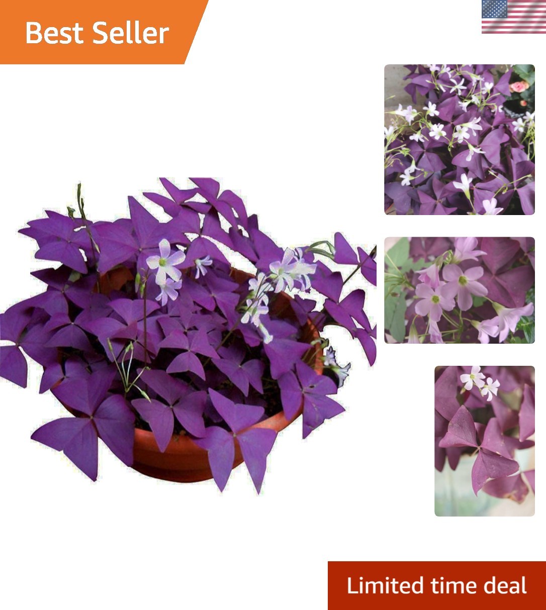Oxalis Triangularis: 12 Heirloom Purple Shamrocks Bulbs for -Round Beauty