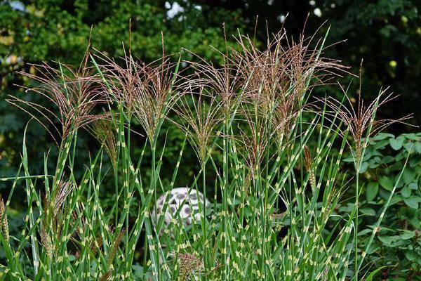 Miscanthus sinensis ‘Zebrinus’ | Zebra Grass | 40 Seeds