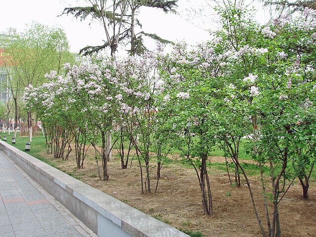 Syringa oblata | Early Lilac | 30 Seeds