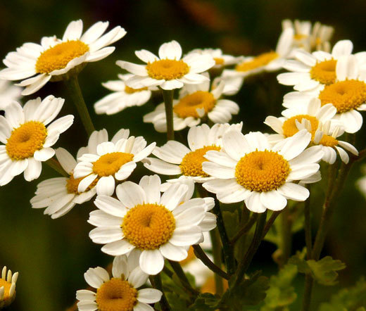 FEVERFEW Tanacetum Parthenium – 2,500 Bulk Seeds
