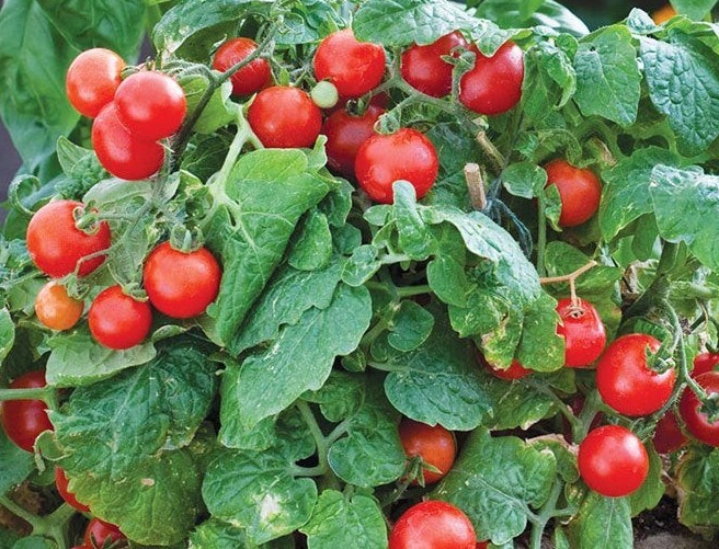 30+ Tiny Tim Dwarf Cherry Tomato 150mg Seeds Determinate Container Variety
