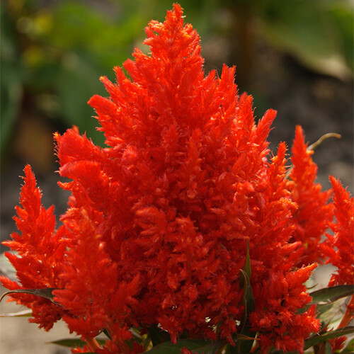 Scarlet Plume Celosia Seeds | 20 – 400 Seeds | Non-GMO | Free Shipping | 1278