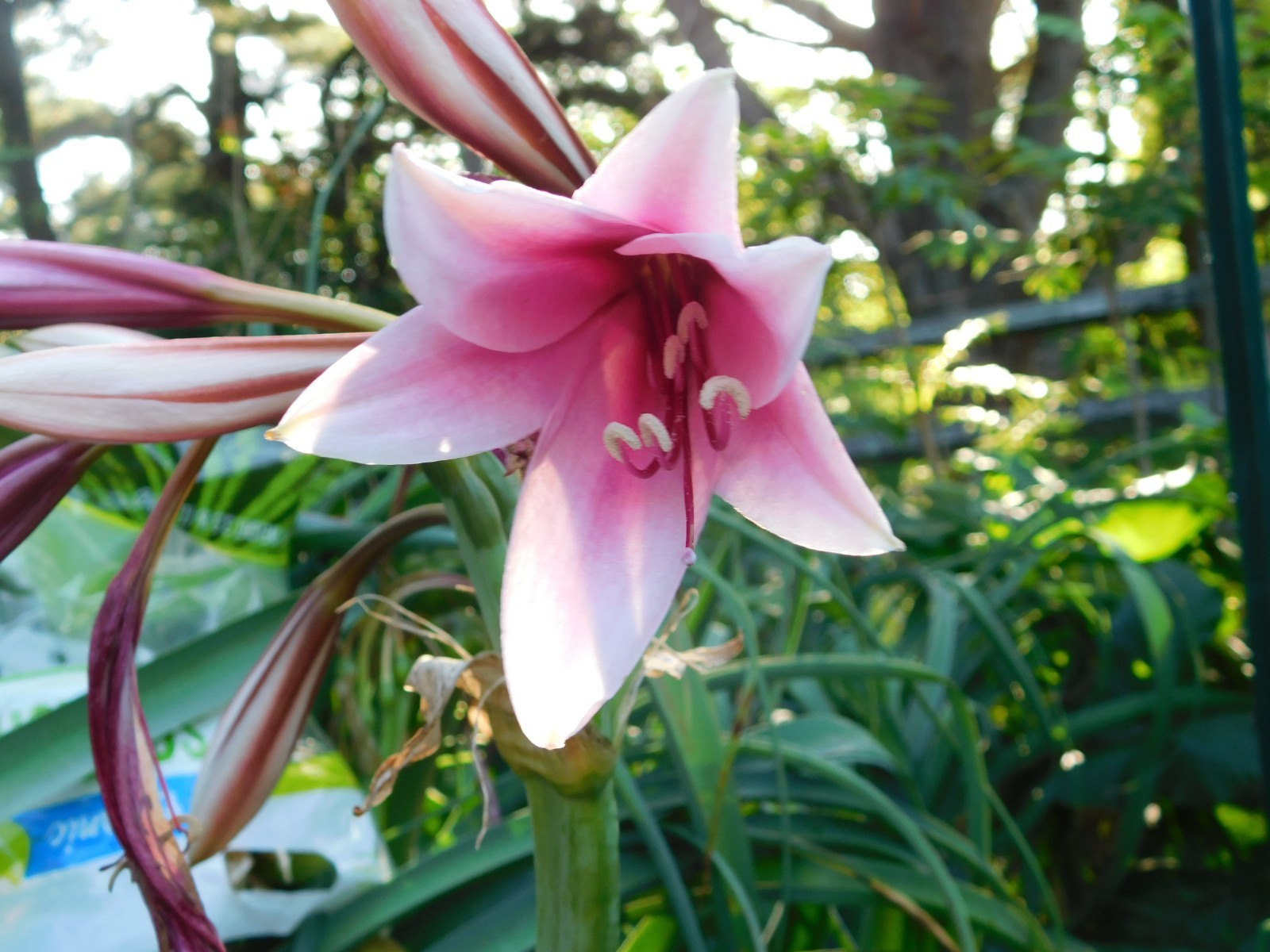 5lbs Crinum Bulbispermum Seeds, Cold Hardy, Orange river lily, Fresh