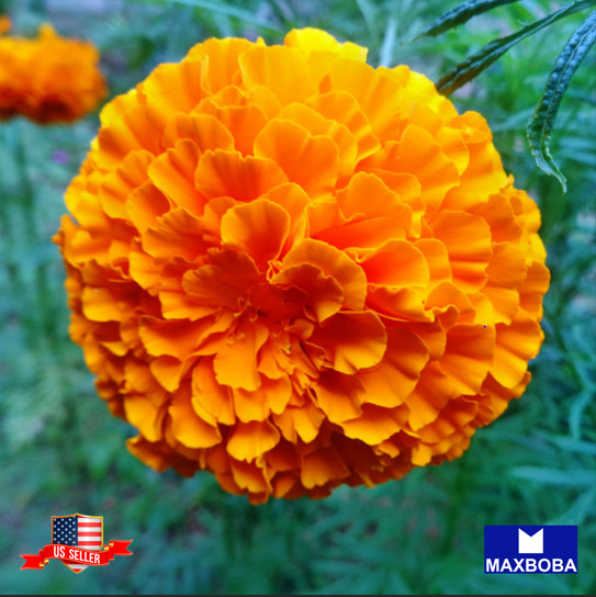 African Marigold Seeds Hawaii Non-GMO Heirloom