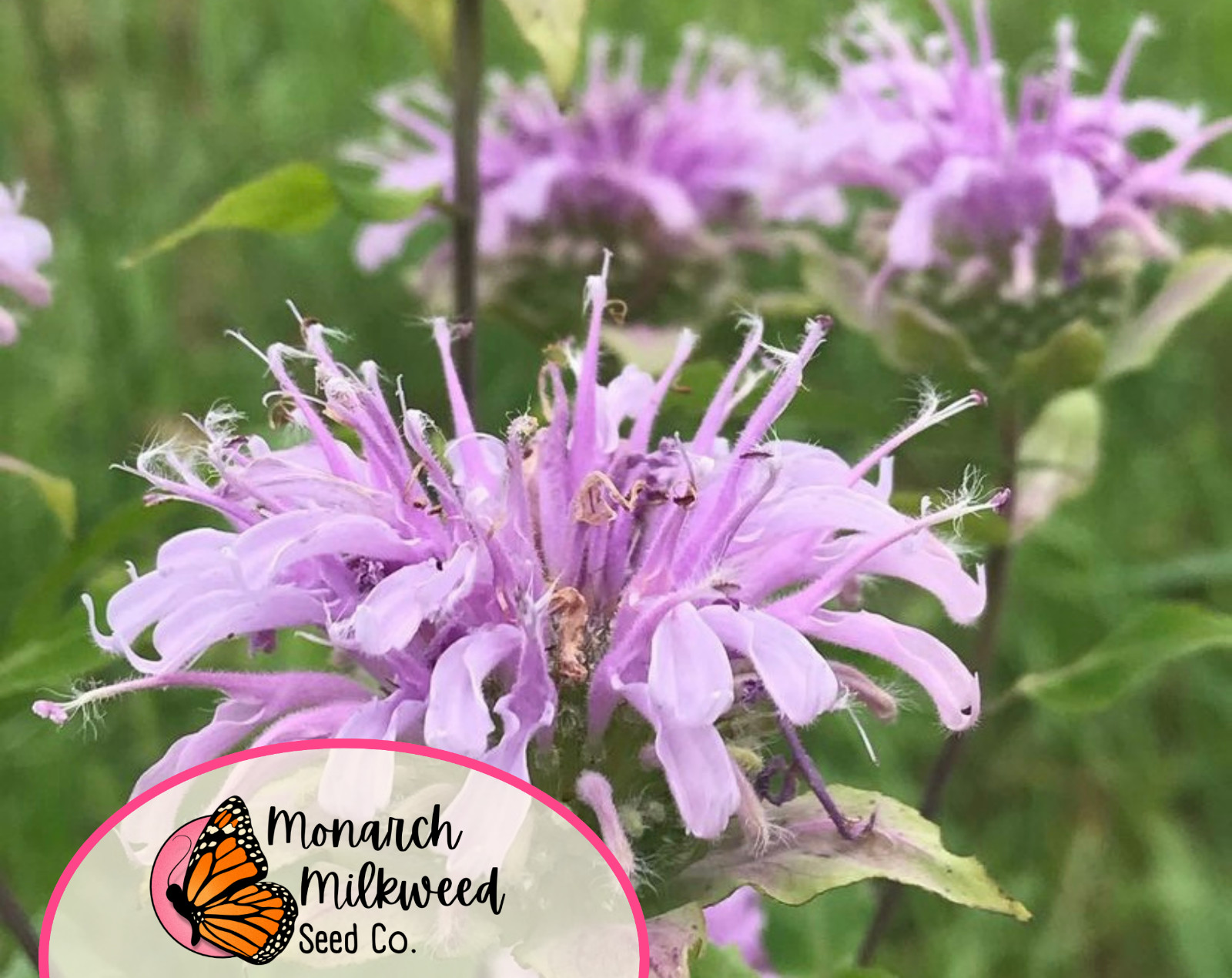 2800+ Wild Bergamot / Bee Balm Seeds | Native Wildflower Pollinator Garden Seeds