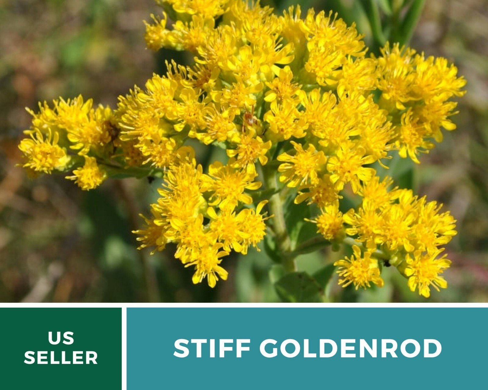 Goldenrod, Stiff- 100 Seeds – Pollen source late in the season (Solidago rigida)