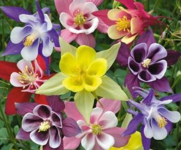 COLUMBINE MCKANA MIX 50 FRESH SEEDS FREE SHIPPING