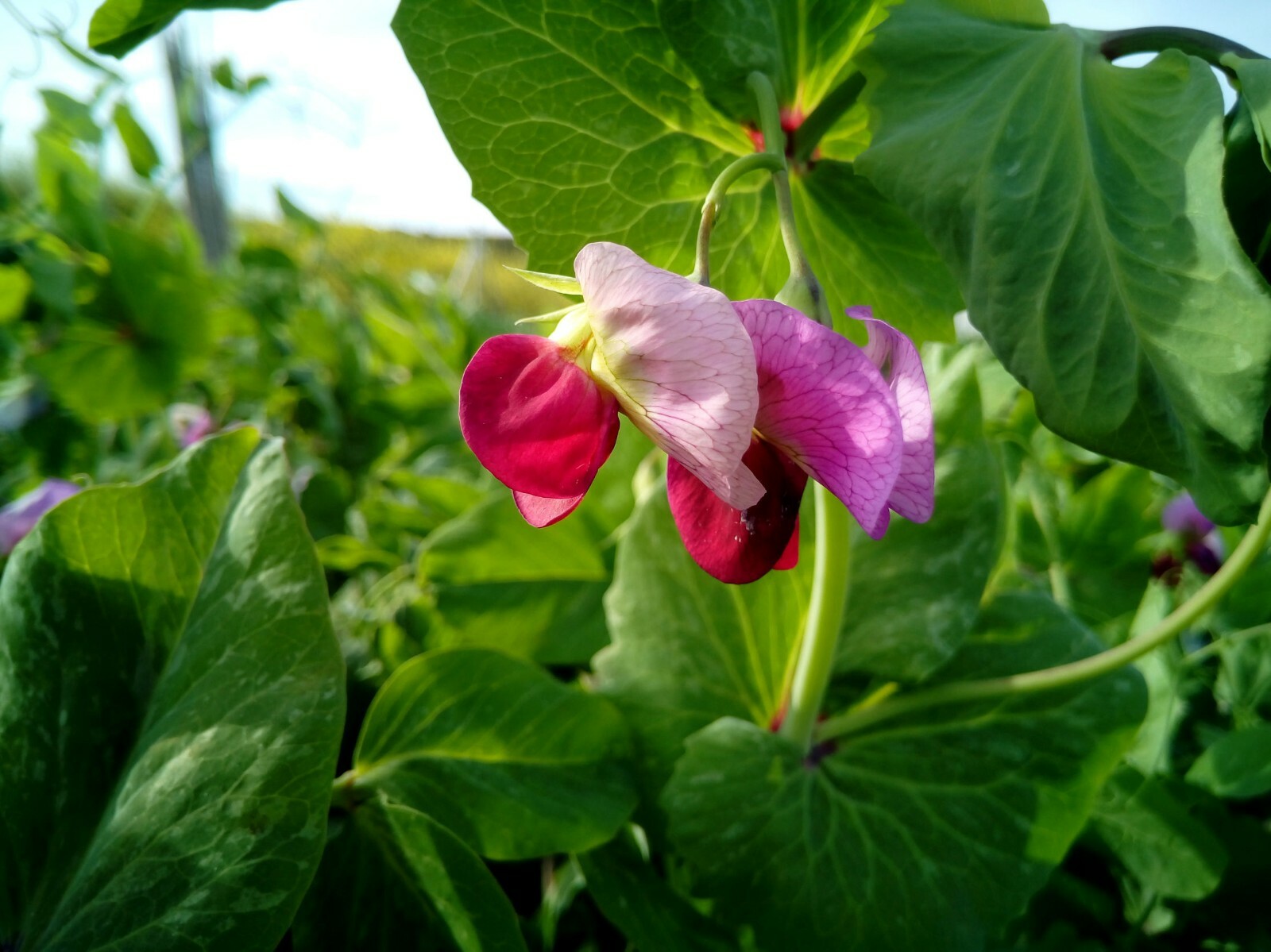 100 Seeds Dwarf Grey Sugar Snow Pea Heirloom Vegetable Seed Pack- Purple Flower
