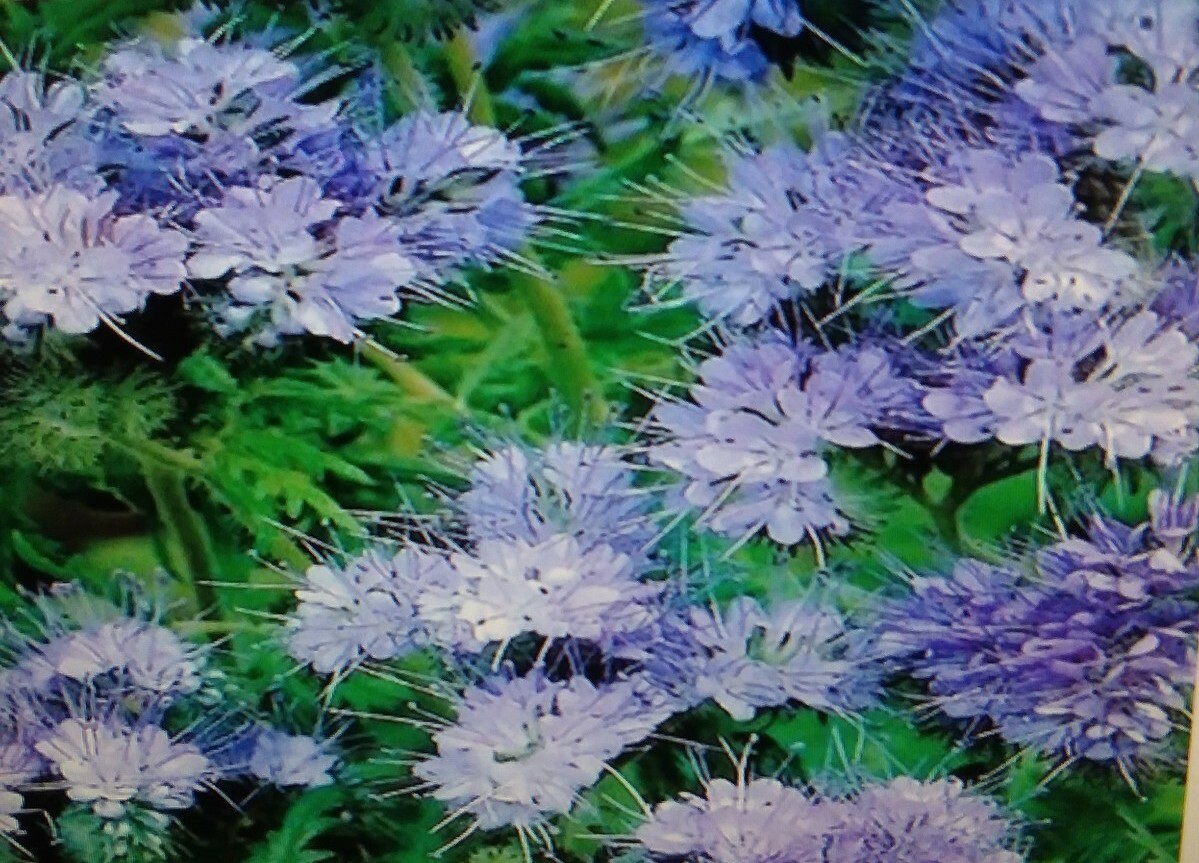 Lacy Phacelia Flower Seeds