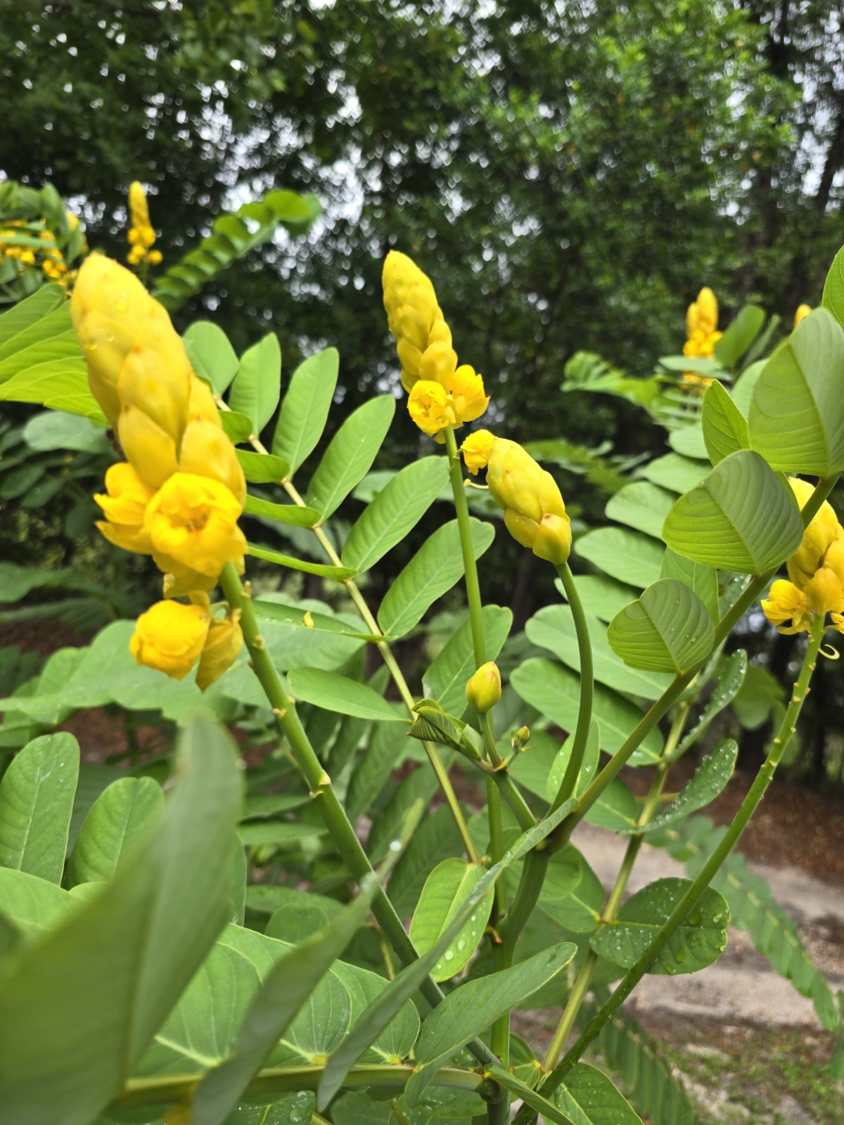 Cassia Senna Alata 110+ Seeds Candlestick Emperor’s Yellow Plant Pollinators