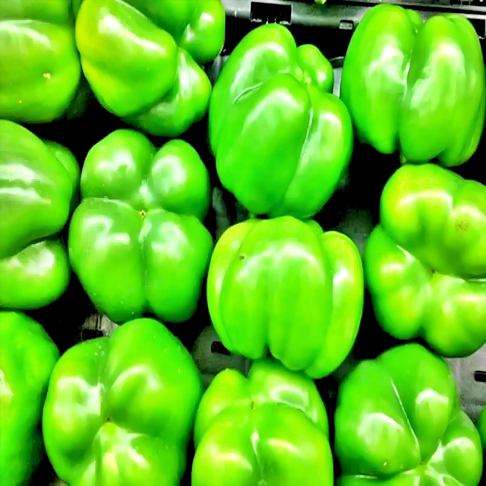 Three Color Bell Pepper Seed Collection, Sweet Pepper