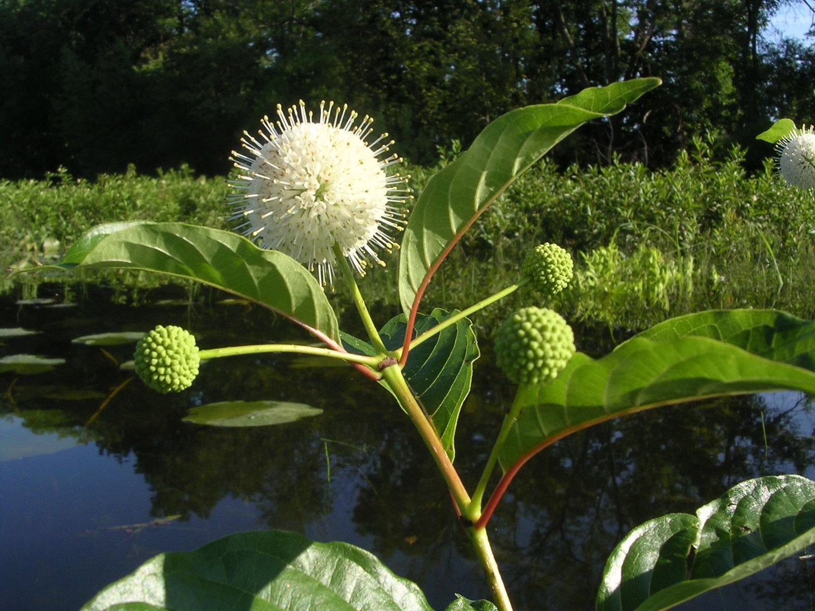 Cephalanthus occidentalis 100 Seeds – Buttonbush