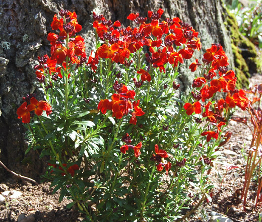 WALLFLOWER ENGLISH Cheiranthus Cheiri – 5,000 Bulk Seeds
