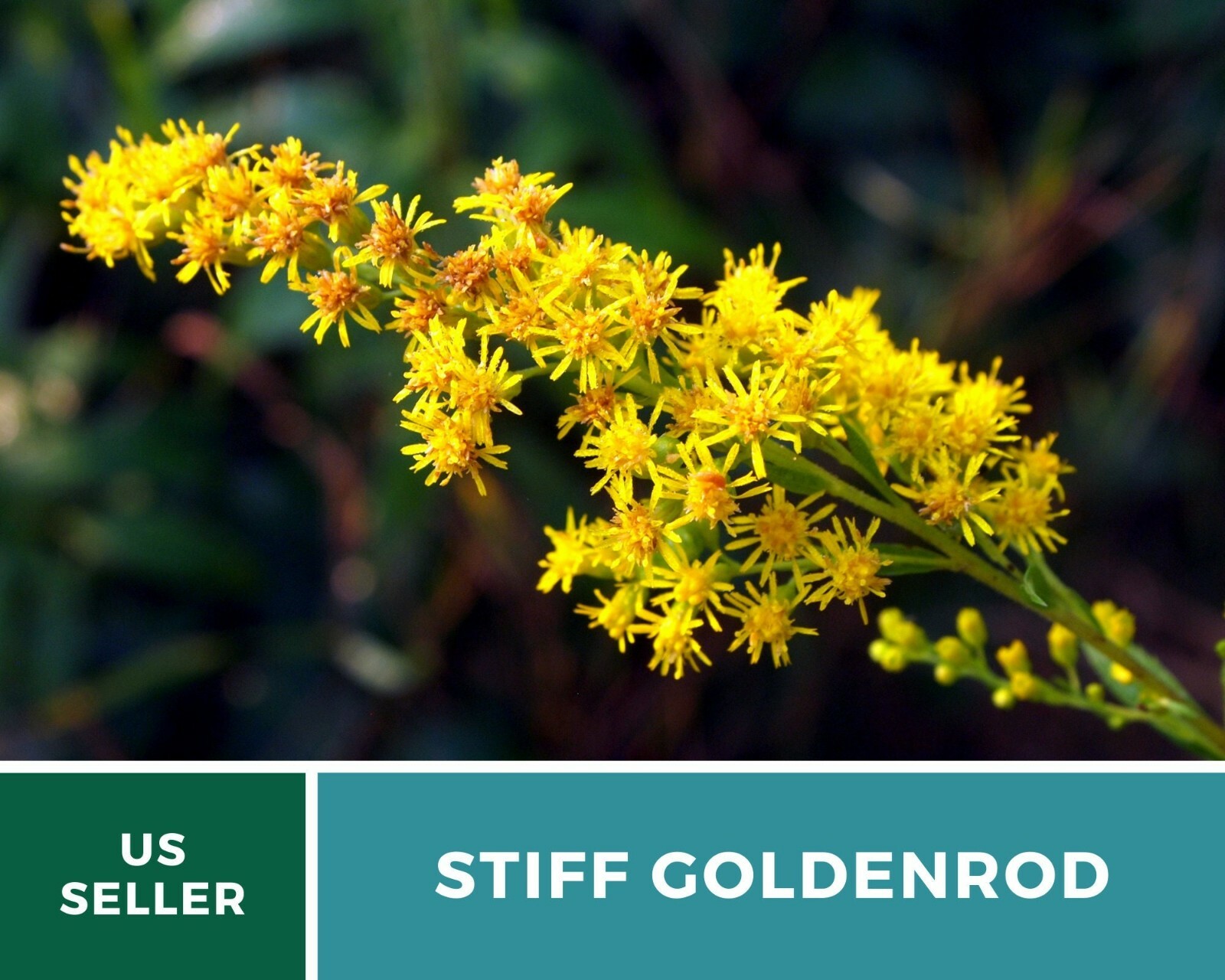Goldenrod, Stiff- 100 Seeds – Pollen source late in the season (Solidago rigida)