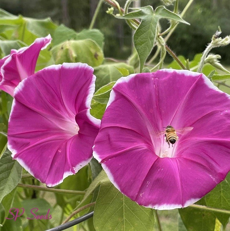 Pink Dragon – Japanese Morning Glory – ipomoea NIL – 6 seeds