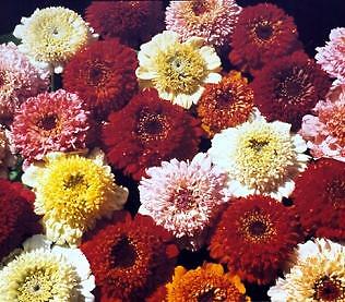 Zinnia Scabiosa Mix 1,000 seeds